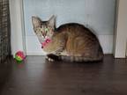 Adopt Stella a Domestic Short Hair