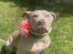 Adopt Denali a Catahoula Leopard Dog, Pit Bull Terrier