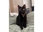 Adopt Darcy a Domestic Short Hair