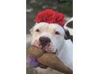 Adopt Juliet a American Staffordshire Terrier