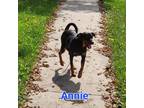 Adopt Annie a Miniature Pinscher