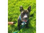 Adopt Maggie a Pit Bull Terrier