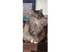 Adopt Star a Domestic Long Hair