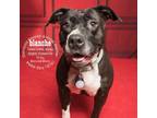 Adopt Blanche a Pit Bull Terrier