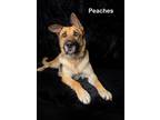 Adopt PEACHES a German Shepherd Dog