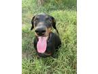 Adopt SABRINA a Doberman Pinscher