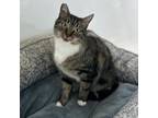 Adopt Grace a American Shorthair