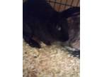 Adopt Missy a Bunny Rabbit