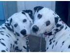 Adopt Glow and Marshal a Dalmatian