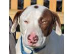 Adopt Kyle a Boxer, Labrador Retriever