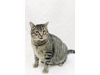 Adopt Gronkle a Domestic Short Hair