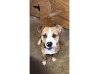 Adopt Shrek a Pit Bull Terrier