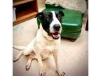 Adopt Raylan a Cattle Dog