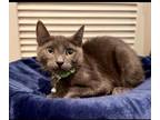 Adopt Rocky 2 a Russian Blue