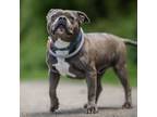 Adopt Mugsy a American Staffordshire Terrier, Mixed Breed