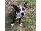 Adopt Joey Taco a American Staffordshire Terrier, Mixed Breed