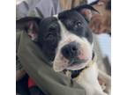 Adopt Oreo Blizzard a American Staffordshire Terrier, Mixed Breed