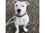 Adopt Tommy Talcum a American Staffordshire Terrier, Mixed Breed