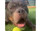 Adopt Phineas a American Staffordshire Terrier, Mixed Breed