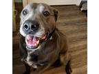 Adopt Mizu a American Staffordshire Terrier, Shepherd