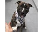 Adopt Sevyn a American Staffordshire Terrier, Mixed Breed