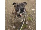 Adopt Moose a American Staffordshire Terrier, Mixed Breed