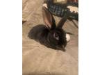 Adopt Reggie the Rex (Baby 2) a Rex, Hotot