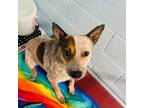 Adopt Hazzer a Australian Cattle Dog / Blue Heeler