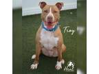 Adopt Troy a Pit Bull Terrier
