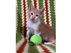 Adopt Luke a American Shorthair