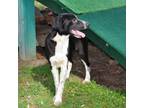Adopt Enforcer a Blue Lacy, Australian Cattle Dog / Blue Heeler