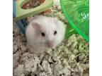 Adopt Marshmellow a Hamster