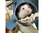 Adopt Abominable a Hamster