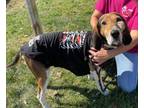 Adopt Harry Neil a Treeing Walker Coonhound, Coonhound