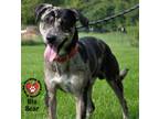 Adopt Bear a Catahoula Leopard Dog