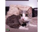 Adopt Clarence a Domestic Short Hair