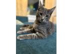 Adopt Fluffers a Domestic Short Hair