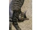 Adopt Mad Max a Domestic Short Hair, Tabby