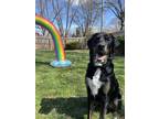 Adopt Hank a Labrador Retriever, Great Pyrenees