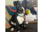 Adopt Justin a American Staffordshire Terrier, Mixed Breed