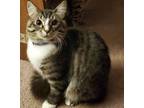 Adopt Gorgeous George a Domestic Medium Hair, Tabby