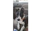 Adopt Butch a Pit Bull Terrier, Mixed Breed