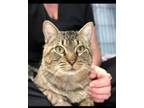 Adopt Turtle a Domestic Short Hair