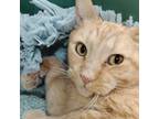 Adopt Salmon a Domestic Short Hair, Tabby