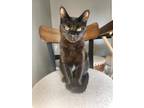 Adopt Franklin a Domestic Short Hair