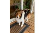 Adopt ZUKO a Shetland Sheepdog / Sheltie