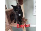 Adopt Baylor a Domestic Short Hair