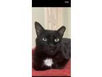 Adopt COCOA a Domestic Short Hair