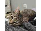 Adopt Jamie a Domestic Short Hair, Tabby