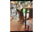 Adopt Kenzo a German Shepherd Dog